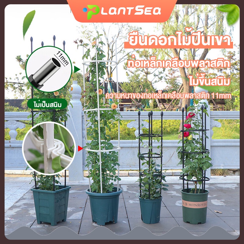 โครงไม้เลื้อย ซุ้มกุหลาบ ไม้เลื้อย ระแนงไม้เลื้อย ต้นไม้ ท่อเหล็กเคลือบ PE กันสนิม โครงเหล็กดัด
