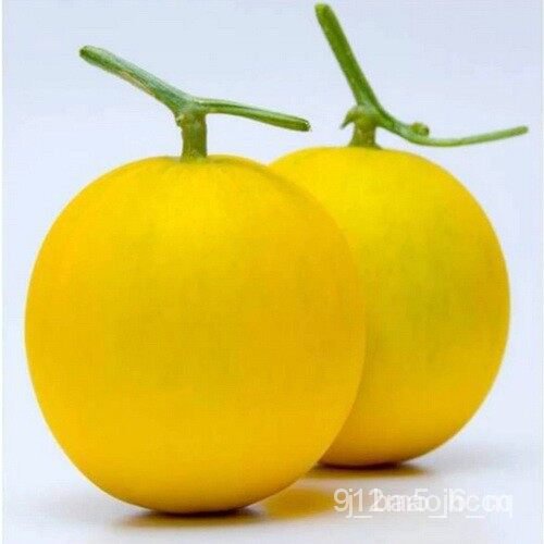 เมล็ดพันธุ์ seeds เมล็ดพันธุ์ เมล่อนสีทอง ควีน เนื้อส้ม เมล่อนสีทอง Melon Gold 20 เมล็ด  [ 10 แถม 1 คละได้ ]สวิสชาร์ดสีแ