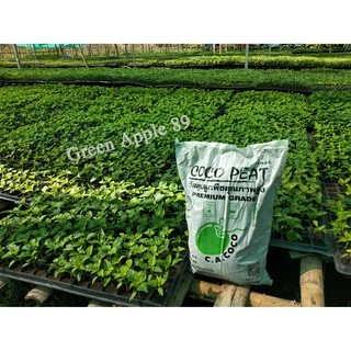 Coco Peat Plus 80 ลิตร (เนื้อละเอียด เกรดพรีเมียม) โคโค่พีท โคโค่พีทปลูกกัญ โคโค่พีทพลัส ดินขุยมะพร้าวละเอียด ขุยมะพร้าว