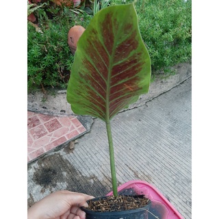 ต้นฟิโลเดนดรอนหลังแดง/Philodendron Subhastatumซัมฮาสาททัม หลังแดง ไม้หายาก/ตัดจากต้นแม่ด่าง