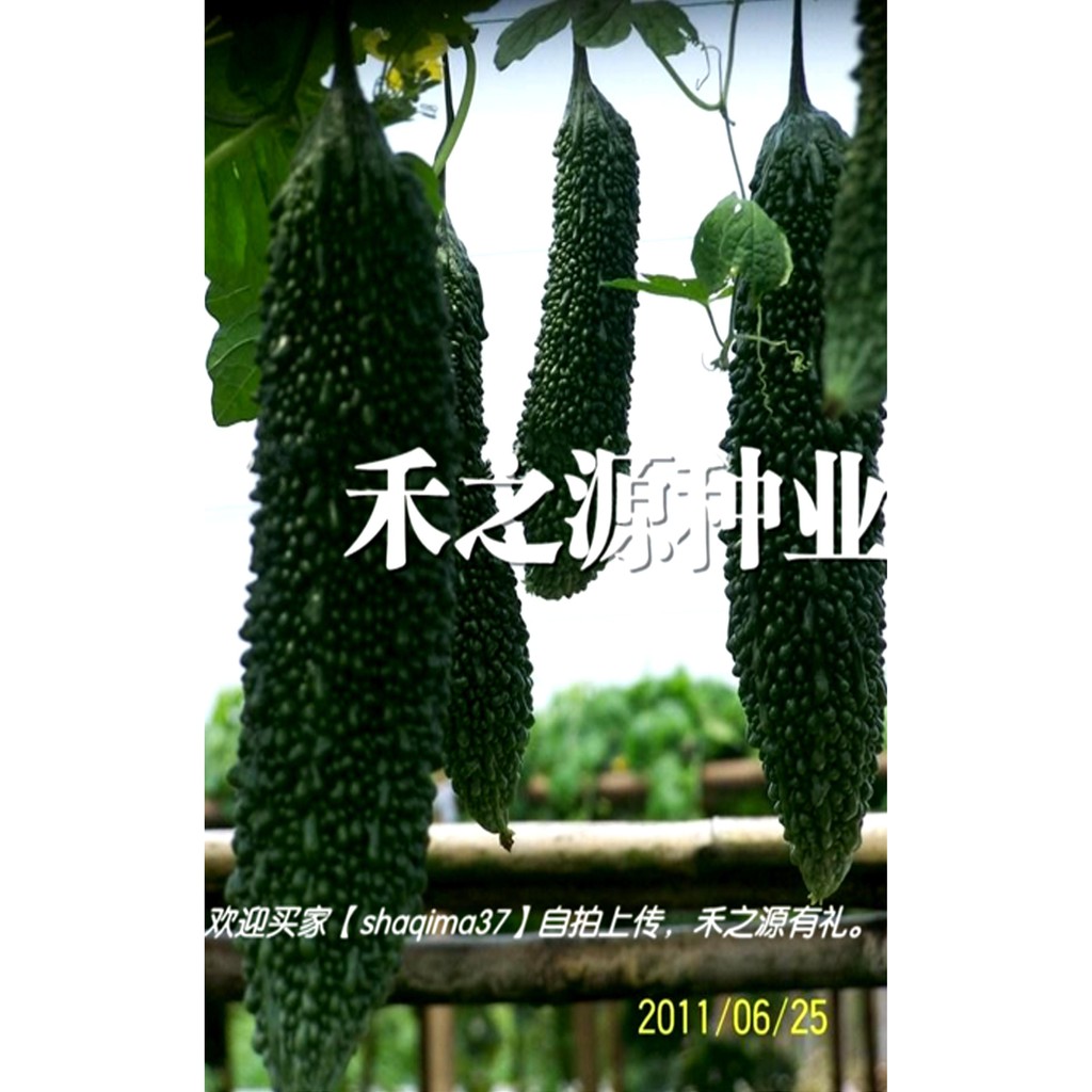 มะระญี่ปุ่น-ไข่มุกดำ (Black pearl bitter gourd)