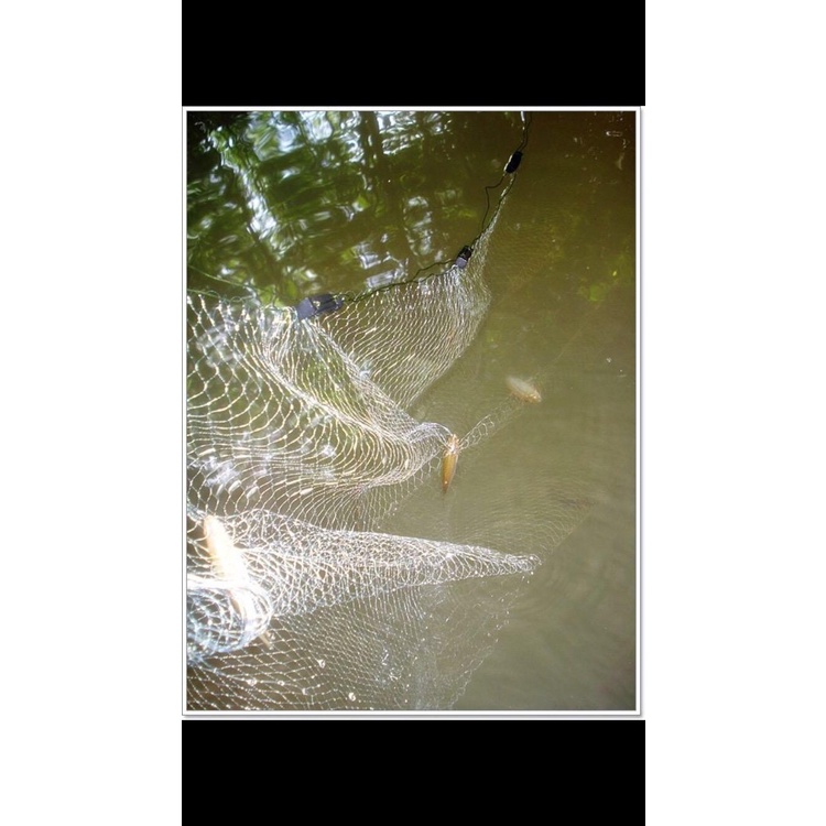 อวนดักปลา ตาข่ายดักปลา อวนสำเร็จรูปไม่มีลูกถ่วง มองปลิว ขนาดตา 12.0 ซม.* 25 ตา* ยาว 200 ม. F97R
