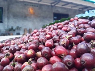 กาแฟคั่วดอยช้าง อ่อน กลาง เข้ม /Light Roast /Medium Roast/Dark Roast (2ถุง)