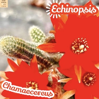 [อิชินอปเลื้อย] Echinopsis Chamaecereus ส่งพร้อมกระถาง แคคตัส Cactus Succulent Haworthia Euphorbia ไม้หายาก พืชอวบน้ำ