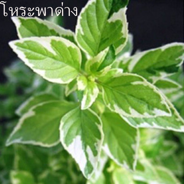 โหระพาด่าง อิตาลี ถูกที่สุด19บ. เมล็ดพันธุ์โหระพาด่าง 5-20เมล็ด ปลูกง่าย พุ่มใหญ่ สวยแปลก ปลูกประดับ ปลูกทานได้