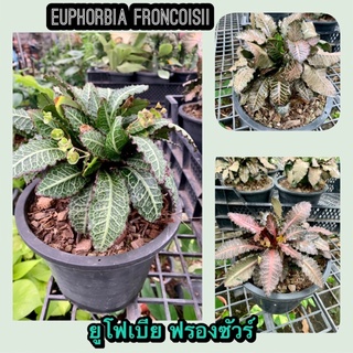 🏜🏜ฟรองซัวร์(Euphorbia Francoisii)ไม้อวบน่ำ กระบองเพชร 🏜🏜