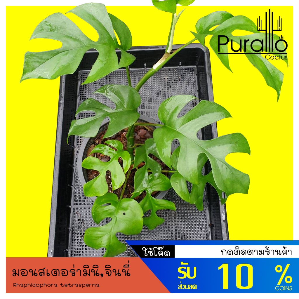 ต้นมอนสเตอร่า จินนี่ พันธุ์แคระ ไม้เลื้อย ต้นไม้ฟอกอากาศ Monstera Ginny #ไม้ด่าง