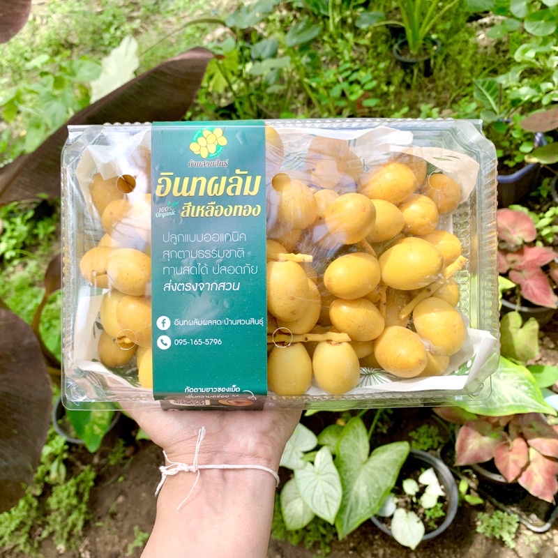 อินทผลัมสด พันธุ์บาฮี หวาน กรอบ ส่งไว