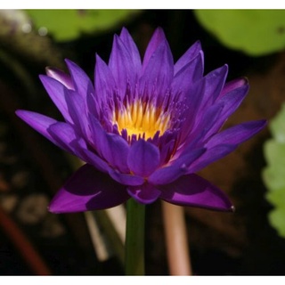 100 เมล็ด เมล็ดบัว สีม่วง นำเข้า บัวนอก สายพันธุ์เมล็ดบัว Waterlily Nymphaea Seeds