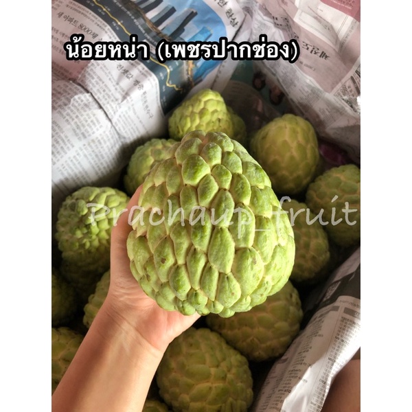 น้อยหน่าเพชรปากช่อง(เนื้อหนัง) 1 กิโลกรัม✅พร้อมส่ง✅ ลูกใหญ่ เนื้อแน่น เมล็ดน้อย หวานๆ