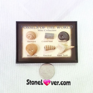 #Fossils of The World Mini Collection #Fossil #ซากดึกดำบรรพ์