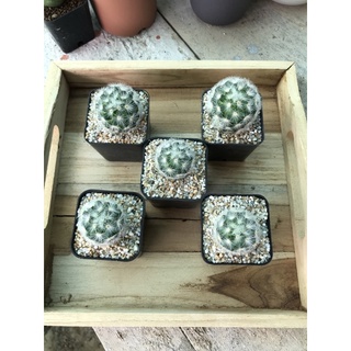 Mammillaria Carmenae (ขาว)