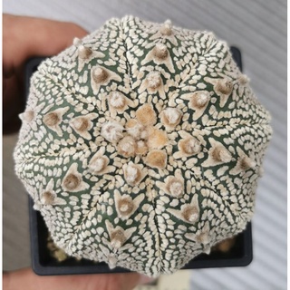 แอ​สโตร​ไ​ฟตั้​ม​วี​คมจัดๆ คับ ให้ดอกแล้ว #แคสตัส castus​ astrophytum แอสโตร แอสโตร​ไ​ฟตั้​ม แอสโตรไฟตัม แอสโตรวี super​