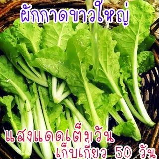 เมล็ด​พันธุ์​ ผักกาดขาวใหญ่​ 500เมล็ด​ ซองซิป