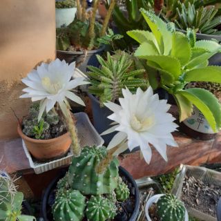 กระบองเพชร Echinopsis hybrid angle อิชินอป