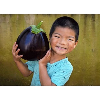 เมล็ดพันธุ์มะเขือม่วงยักษ์แอสวาด Aswad Eggplant Seed บรรจุ 30 เมล็ด ของแท้ คุณภาพดี ราคาถูก นำเข้าจากต่างประเทศ