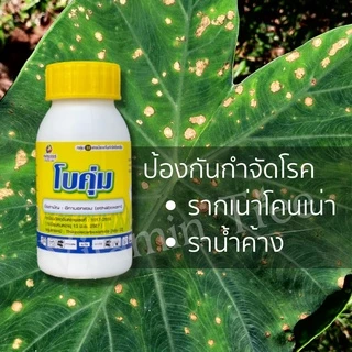 โบคุ่ม ยาเชื้อรา ไม้ใบ ไม้ด่าง สูตรครีม ใบไม่ไหม้ อีทาบอกแซม ราน้ำค้าง ราสนิม รากเน่า โคนเน่า ไฟทอปทอร่า 100 มิลลิลิตร