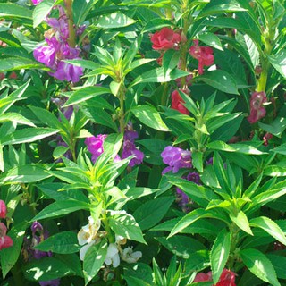 เมล็ด ดอกเทียน คาเมลเลีย - Mixed Camellia Balsam Flower