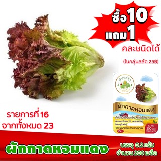 (ซื้อ10แถม1 ฟรีคู่มือ) เมล็ดพันธุ์ ผักกาดหอม แดง RED RAPIDS  (0.2 กรัม 200 เมล็ด) ทำมะชาดฟาร์ม  ผักสลัด เมล็ดพันธุ์สลัด