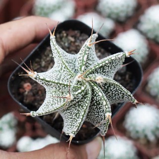 🔥🌵CACTUS‼️🌵แอสโตรไฟตัม ออนาตัม #ไม้เมล็ด #Astrophytum Ornatum🌿❤️💕