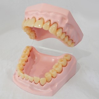 หุ่นจำลองฟันขนาดเล็ก  32 ซี่ (Small Dental  Model  32 Teeth)