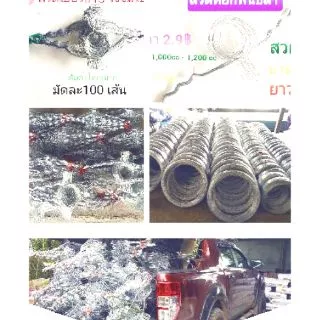ลวดรัดต้นยาง หยักฟันปลาเบอร์ 13 วงจัมโบ้6นิ้ว ใช้สำหรับถ้วย 1.5 ลิตร(มัดละ 100 เส้น) สั่งได้สูงสุด 300 เส้นต่อ 1 Order