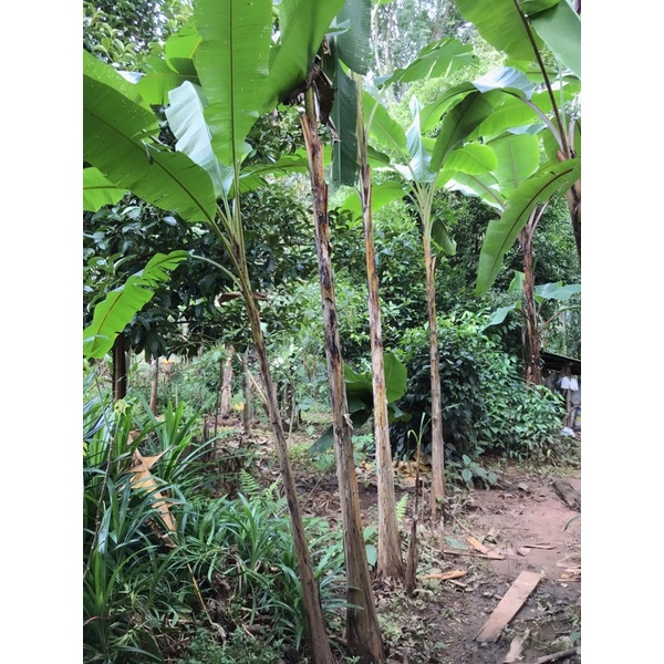 หน่อกล้วยวิหก กล้วยหก - รูปที่ 2