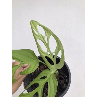 ✅มีของแถมทุกออเดอร์ - Monstera Esqueleto -