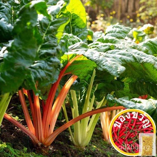 40 Rainbow Chard Swiss Chard seeds (fr SG) vegetable seeds Garden seeds Plant seeds seedsหมวก/เมล็ด/สวน/แอปเปิ้ล/คื่นฉ่า