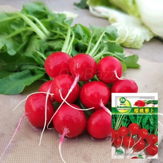 อินทรีย์ ต้น ดอก/เมล็ดแรดิช 500เมล็ด Radish Seed หัวผักกาด หัวผักกาดฝรั่ง หัวผักกาดแดง PRAS