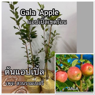 ต้นแอปเปิ้ล Gala แอ๊บเปิ้ลกาล่า