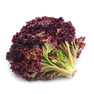 Red Lettuce - Lollo Rosa Black rose 1gram  480-520 pcs Seeds Leaf Vegetables Plants Herbs Supplies内裤/苹果/头饰/芹菜/生菜/花园/园艺/母
