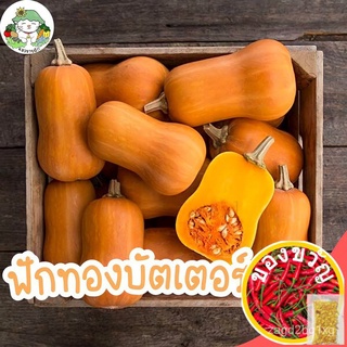 เมล็ดพันธุ์ ฟักทองบัตเตอร์นัท 25 เมล็ด Waltham Butternut Squash เมล็ดพันธุ์แท้ จากต่างประเทศ ปลูกง่าย ไม่กลายพันธุ์ผักชี