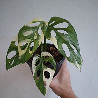 พลูฉลุยักษ์ด่างขาว ( แทงหน่อแล้วทุกต้น ) Monstera adansonii white variegated ( giant )