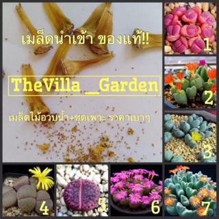 🌸พันธุ์ไม้ เมล็ดพันธ์ุ ไม้อวบน้ำ Lithop(30เมล็ด)+ชุดเพาะ 🌸