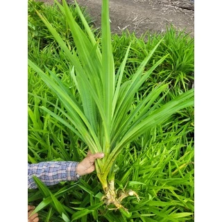 《พร้อมส่ง》ต้นใบเตยหอม สำหรับเพาะปลูกและสำหรับใช้งาน 10ต้นแถม1ต้น