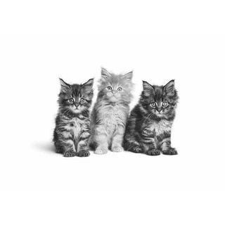 **ราคาถูก ทุกสูตร** Royal Canin cat 400g. อาหารแมว 400g. อาหารแมวถุงเล็ก 0.4kg.