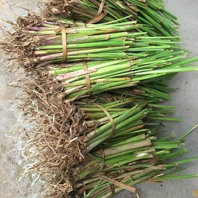 ขายส่ง พันธุ์หญ้าแฝก 200-400 ต้น หญ้าแฝกพันธุ์พระราชทาน มีขายตลอดทั้งปี