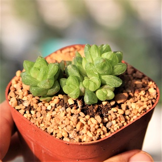 Haworthia Cymbiformis ขนาด 3-4 เซนติเมตร ในกระถาง 3 นิ้ว 1 ต้น กุหลาบหินนำเข้า ไม้อวบน้ำ