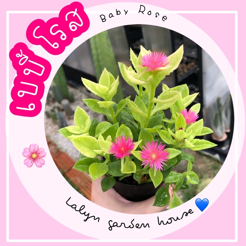 BABY ROSE เบบี้โรส ไม้น่ารักที่ชอบแสงแดด 100% ออกดอกสีแดง ชมพู น่ารักมากๆค่ะ ส่งทั้งกระถาง 3 นิ้ว ต้นสูง 20 cm