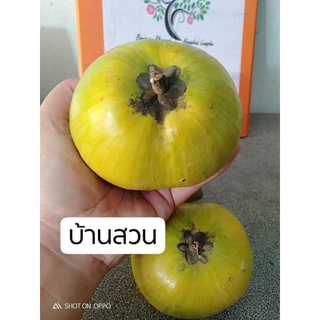 ต้นเซียนท้อ/ม่อนไข่/ละมุดอินเดีย