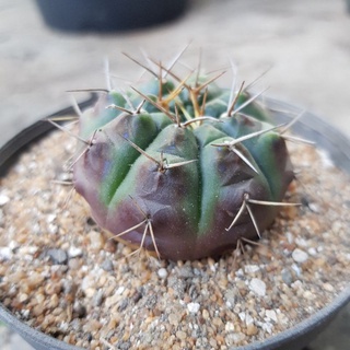 ยิมโน ด่างม่วง 🌵 Gymnocalycium Cactus ยิมโนด่าง แคคตัสราคาถูก แคคตัสจิ๋ว