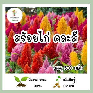 เมล็ดพันธุ์ ดอกสร้อยไก่ คละสี 500เมล็ด เมล็ดพันธุ์OPแท้ อัตราการงอกสูง 🌱