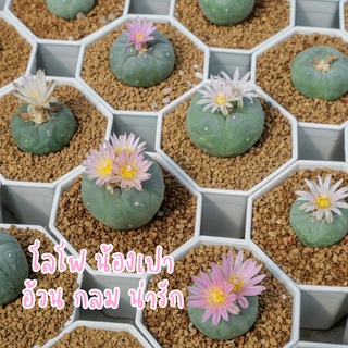 โลโฟโฟรา (Lophophora) น่ารักสุกคิ้วท์ แคคตัส กระบองเพชร