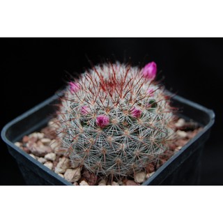 Mammillaria berkeana Lau 1245 (10 seeds)