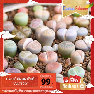 ไลทอปคละสี (Lithops Mix) 10 seeds