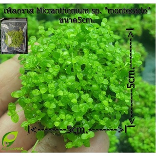 วาบิเพิลกราส ใบน้ำ(Micranthemum sp. "montecarlo")  ขนาด 5cm.