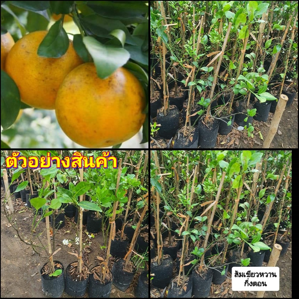 (1ต้น)(vาย ต้นพันธุ์) ต้น ต้นส้มสายน้ำผึ้ง ส้มสายน้ำผึ้ง ส้ม ต้นส้ม กิ่งตอน ไร่อิงดาว