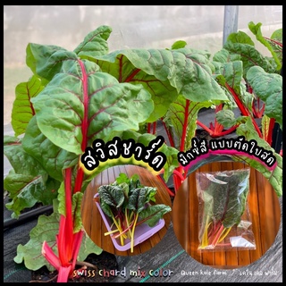 ผักสวิสชาร์ด swiss chard แบบตัดใบสด 100กรัม ปลอดสารเคมี100%