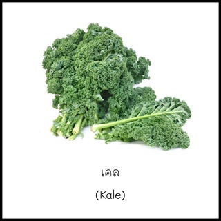 เมล็ดเคล (Kale) 50 เมล็ด [10 แถม 1 คละได้]